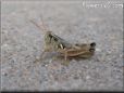 young grasshopper picture