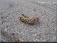 young grasshopper picture