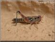 red grasshopper picture