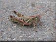 red grasshopper picture