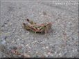 young grasshopper picture