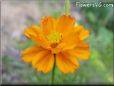 orange cosmos flower picture