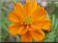 orange cosmos flower picture