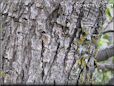 tree moss pictures