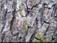 tree moss wallpapers