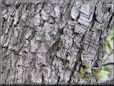 Tree Bark of pear tree picture