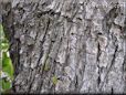 tree bark picture