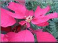 poinsettia flower picture