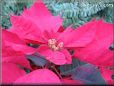 poinsettia flower picture