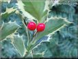 holly plant picture