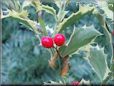 holly plant picture