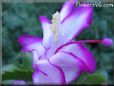 christmas cactus flower picture