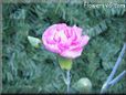 white pink carnation flower picture