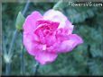 white pink carnation flower picture