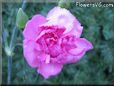 white pink carnation flower picture
