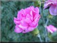 white pink carnation flower picture