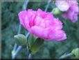 white pink carnation flower picture
