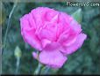 white pink carnation flower picture