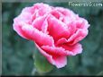 white red carnation flower picture