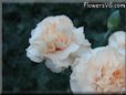 light peach color carnation flower picture