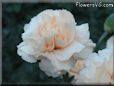 light peach color carnation flower picture