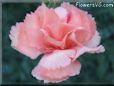 peach color carnation flower picture