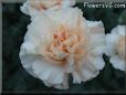 light peach color carnation flower picture