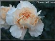 light peach color carnation flower picture
