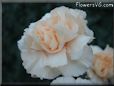 light peach color carnation flower picture