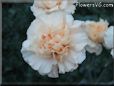 light peach color carnation flower picture