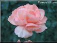 peach color carnation flower picture