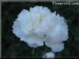 white carnation flower picture