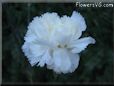 white carnation flower picture