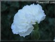 white carnation flower picture