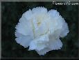 white carnation flower picture