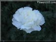 white carnation flower picture