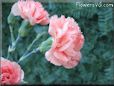peach color carnation flower picture
