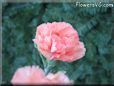 peach color carnation flower picture