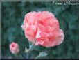 peach color carnation flower picture
