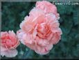 peach color carnation flower picture