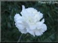 white carnation flower picture