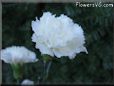 white carnation flower picture