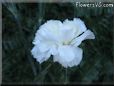 white carnation flower picture