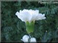 white carnation flower picture