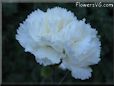 white carnation flower picture