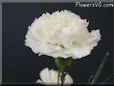 white carnation flower picture