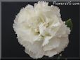 white carnation flower picture