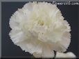 white carnation flower picture