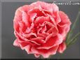 white red carnation flower picture