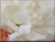 white carnation flower picture